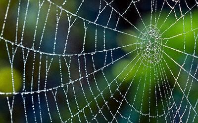 Acceptance and The White Spider: A Storytelling Virtue