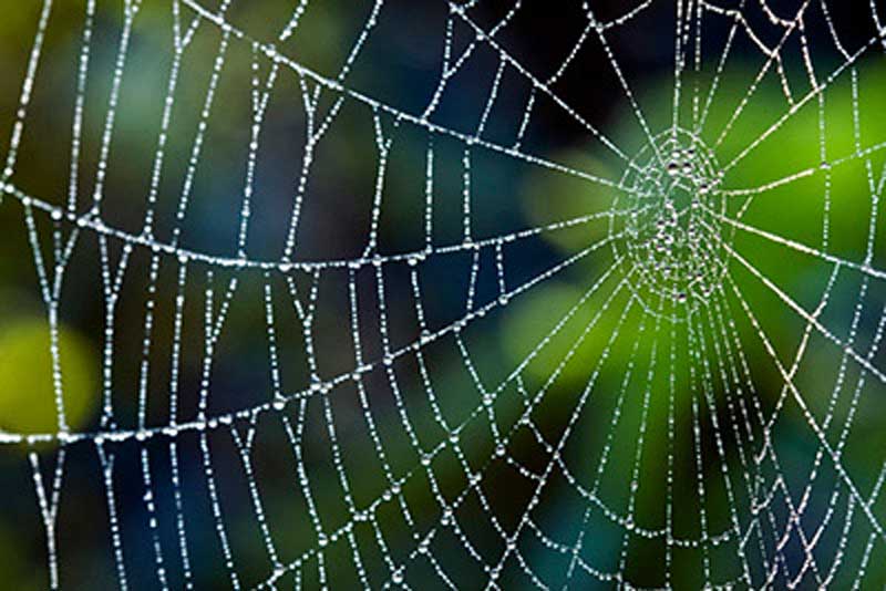 Acceptance and The White Spider: A Storytelling Virtue